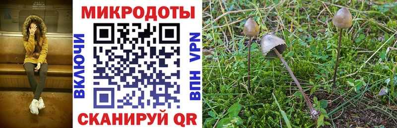 Галлюциногенные грибы Psilocybe  купить  сайты  Кириши 