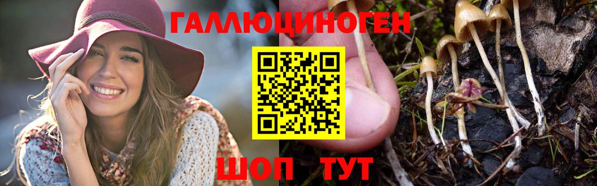 Кириши  Псилоцибиновые грибы мицелий  Вход с VPN  Псилоцибиновые грибы Cubensis 